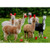 Alpacas with Red Cups Funny Birthday Card