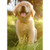 Smiling Golden Retreiver Puppy Dog Deluxe Matte Blank Card