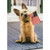 Dog With America Flag Cute Patriotic Blank Note Card