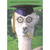 White Alpaca with Goofy Glasses, Buck Teeth and Pencil in Mouth Funny / Humorous Graduation Congratulations Card: I heard we're celebrating your graduation...