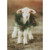Lamb Wearing Wreath Around Neck Photograph Christmas Card