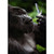 Gorilla Holding Flip Phone Humorous : Funny Father's Day Card