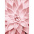 Pink Succulent Close Up Floral Blank Note Card
