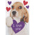Basset Hound Dog with Purple 'I Love You Heart Valentines Day Card: I love you