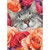 Smiling Gray and White Cat Face Inside Pink and Peach Roses Valentine's Day Card