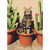 Cat Sitting in Plant Pot Next to Cactus Funny / Humorous Just for Fun Card