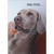 Gray Dozing Weimaraner: Nap Time Funny / Humorous Dog Birthday Card: Nap time…