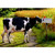 Cow with Nose in Mailbox Humorous / Funny Friendship Card