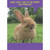 Know What I Said to the Carrot the Other Day: Rabbit on Grass Funny / Humorous Easter Card for Kids: Know what I said to the carrot the other day?