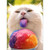 Cat Licking Snow Cone Funny / Humorous Belated Birthday Card