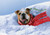Dog and Sled Stuck in Pile of Snow Humorous : Funny Christmas Card: Oh, what fun it is! Merry Christmas