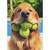 Golden Retriever with Mouthful of Tennis Balls Funny Birthday Card Golden Retriever with Mouthful of Tennis Balls Funny Birthday Card