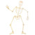 Hope It's a Scream: Posable Articulated Die Cut Skeleton Extra Large Unfoldable Halloween Card