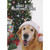 Jingle Bells, Sometimes I Smell Funny Christmas Card from Dog: Jingle bells…  sometimes I smell
