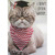 I Don't Often Woop: Grumpy Cat with Grad Cap and Zig Zag Bandana Funny Graduation Card: I Don't Often Whoop…