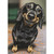 Closeup of Smiling Black Dachshund Encouragement Card