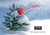 Tiny Evergreen Tree with Single Red Globe Ornament in Snow Box of 25 Custom Verse Holiday Cards with Logo Upload: Season's Greetings