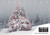 Winter Wanderings: Snow Covered Evergreen Tree on Sloping Hill Box of 25 Custom Verse Holiday Cards with Logo Upload: Greetings
