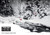 Red Creekside Cardinals and Monochrome Snowy Forest Box of 25 Custom Verse Holiday Cards with Logo Upload: Greetings