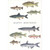 Many Different Fish on White Birthday Card: Happy Birthday