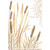 Cattail Reeds: Note to Say Thank You Card: A note to say…