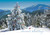 Fresh View: Cardinals Perched on Snow Covered Evergreen Near Mountains Box of 25 Custom Verse Holiday Cards: Season's Greetings