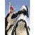 Penguin Nudging Penguin Cheek Cute Birthday Card