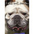 Only Look Mean Bulldog Funny : Humorous Dog Birthday Card: I only look mean…