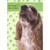 Cocker Spaniel : Thought I'd Be Nosy Funny : Humorous Friendship Card: Just thought I'd BE NOSY…