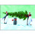 Penguin Tree Box of 15 Christmas Cards