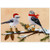 Two Birds in Winter Boots, Scarf & Hat Box of 15 Christmas Cards