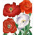 Red and White Poppies Blank Note Card