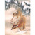 Two Deer Under Snow Covered Pines Package of 8 Christmas Cards