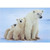 Polar Bear with Cubs Christmas Card