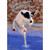 Dog Jumping Into Pool: 60th Funny Birthday Card: Milestone birthdays are like jumping into a pool…