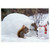 Squirrels, Igloo and Snow Squirrel Cute Box of 10 Christmas Cards