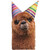 Alpaca Party Hats Big Funny / Humorous Oversized Birthday Card