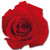 Red Rose Die Cut Blank Note Card