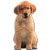 Golden Retriever Puppy Die Cut Dog Blank Note Card