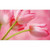 4 Pink Tulips Mini Blank Gift Enclosure Card