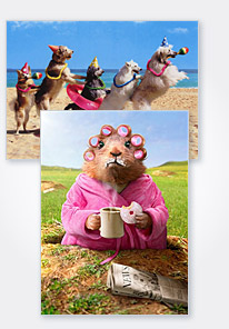 Shop Avanti Greeting Cards