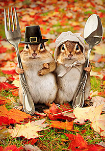 Shop Thanksgiving Cards