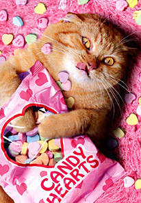 Shop Valentine's Day Cards