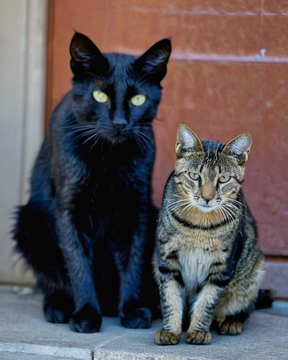 Feral to Family Part One of Five: Feral Cats vs. Stray Cats: Understanding the Differences and Challenges