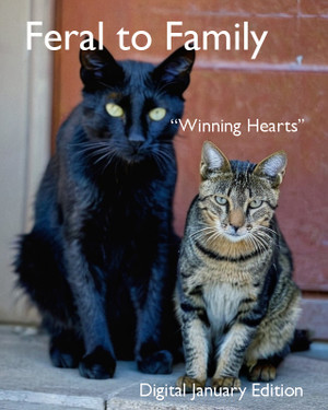 Feral to Family - Blog January