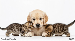 Feral to Family Art - WB with 2 Kittens & Pup