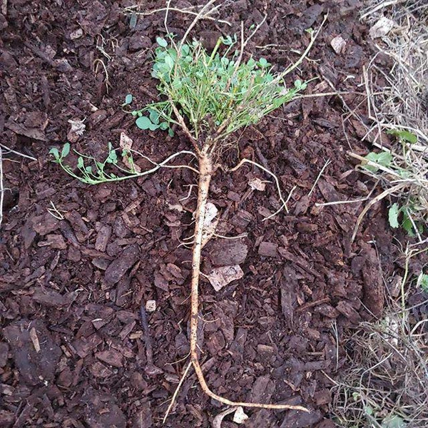 Photo of root damaged by compacted soil