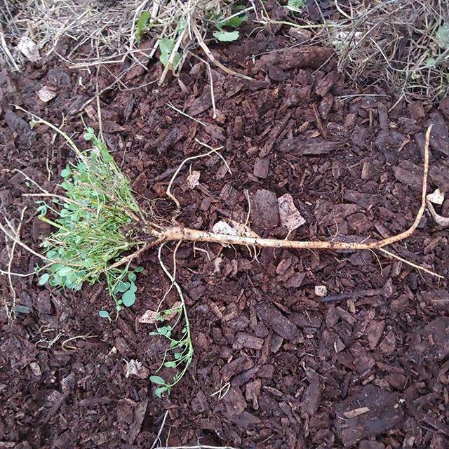 Photo of root damaged by compacted soil