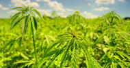 ​Five Reasons We Love Hemp 