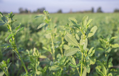 Alfalfa, WL 467 HQ - Curtis and Curtis Seed